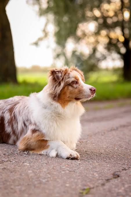 Al Zuc Farm prodotti e animali Australian Shepherd